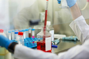 Fototapeta premium cell culture at the laboratory