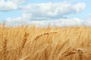 Fototapeta na wymiar Beautiful ripe wheat spikes in agricultural field