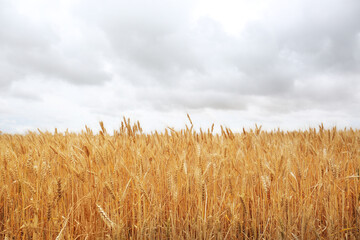 Beautiful agricultural field with ripe wheat crop on cloudy day