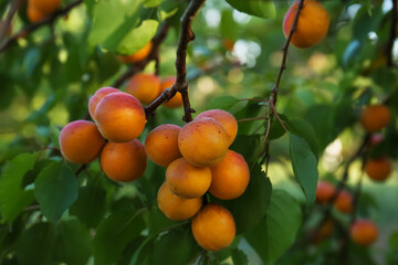 Tree branch with sweet ripe apricots outdoors