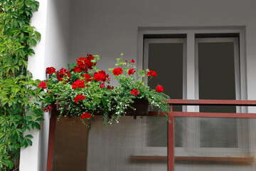 Fototapeta na wymiar Balcony decorated with beautiful blooming potted flowers