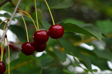Closeup view of cherry tree with ripe red berries outdoors. Space for text