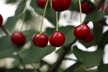 Obraz premium Closeup view of cherry tree with ripe red berries outdoors