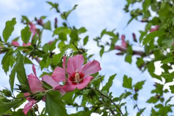 Beautiful pink hibiscus flowers growing in garden, low angle view. Space for text