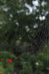 Naklejka premium Closeup view of spiderweb with dew drops outdoors