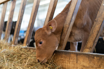 Young calf eats hay in the barn. Cute calf looks into the hay. Young cow standing in the barn eating hay. Calf.