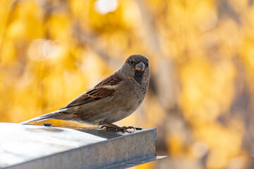 Sparrow bird perched on tree branch. House sparrow female songbird (Passer domesticus) sitting singing on brown wood branch with yellow gold sunshine negative space background. Sparrow bird wildlife.