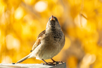 Image of Sparrow bird perched on tree branch. House sparrow female songbird (Passer domesticus) sitting singing on brown wood branch with yellow gold sunshine negative space background. Sparrow bird wildlife. printed on Printed Glass Basin Splashbacks