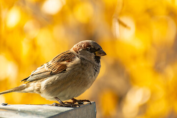 Sparrow bird perched on tree branch. House sparrow female songbird (Passer domesticus) sitting singing on brown wood branch with yellow gold sunshine negative space background. Sparrow bird wildlife.