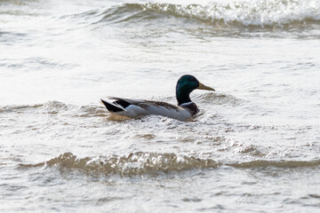 Duck with open wings on a pond. Duck flying over a pond. Duck with open wings. Wild duck. Wild Fauna