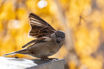 Sparrow bird perched on tree branch. House sparrow female songbird (Passer domesticus) sitting singing on brown wood branch with yellow gold sunshine negative space background. Sparrow bird wildlife.