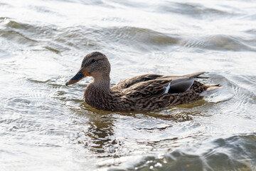 Duck with open wings on a pond. Duck flying over a pond. Duck with open wings. Wild duck. Wild Fauna
