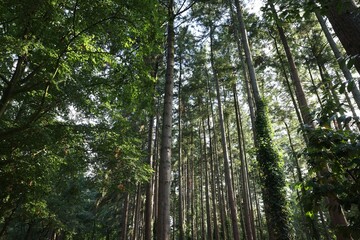 Fototapeta premium Beautiful green trees in forest, low angle view
