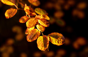 Autumn leaf branch in sun light on blurred background