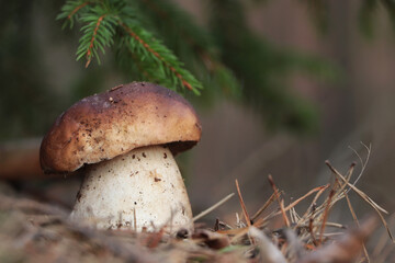 Beautiful porcini mushroom growing in forest on autumn day