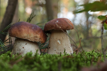 Beautiful porcini mushrooms growing in forest on autumn day