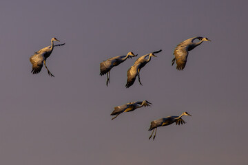 Sandhill Cranes - Nebraska