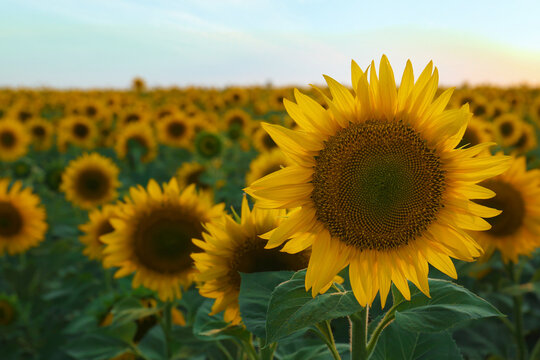 Beautiful blooming sunflower in field on summer day. Space for text © New Africa