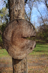 a stump on a tree in the forest