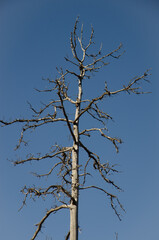 Dead Canary Island pine Pinus canariensis. Integral Natural Reserve of Inagua. Gran Canaria. Canary Islands. Spain.