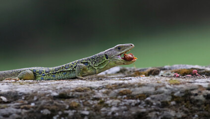Close up portrait of a stunning ocellated lizard or jewelled lizard (Timon lepidus) eating a bug prey. Beautiful scary green and blue exotic lizard in natural environment. Reptile feeding.