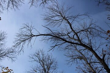 tree branches against the blue sky