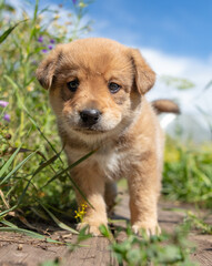 Portrait of a small puppy in the grass