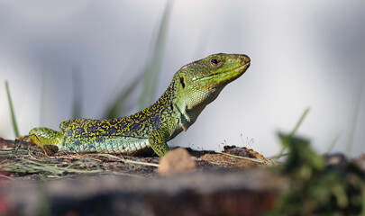 Close up portrait of a big and dominant adult male ocellated lizard or jewelled lizard (Timon lepidus). Beautiful scary green and blue exotic lizard sunbathing in natural environment. Lugo, Spain.