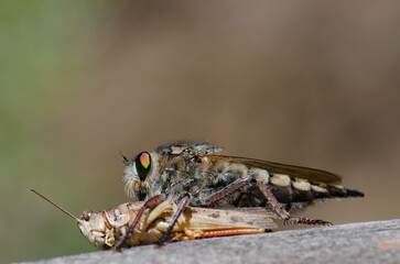 Robber fly Promachus latitarsatus feeding on a Moroccan locust Dociostaurus maroccanus. Inagua. Tejeda. Gran Canaria. Canary Islands. Spain.