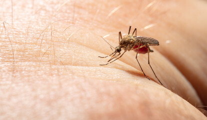 A mosquito drinks blood on human skin.