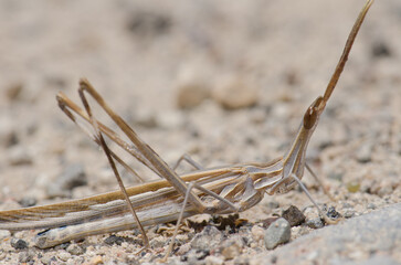 Short-horned grasshopper Truxalis nasuta. Cruz de Pajonales. Integral Natural Reserve of Inagua. Tejeda. Gran Canaria. Canary Islands. Spain.
