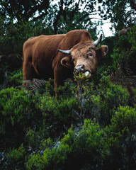 Krowa jedząca rośliny w górach Madery