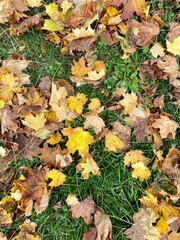 fallen autumn leaves
