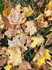 fallen autumn leaves