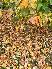 autumn leaves background