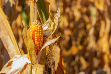 ripe cob of corn on the field on a sunny day. farming, harvest, agricultural industry