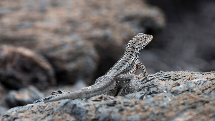 Isabela Lava-Lizard, Ponta Moreno, Isabela, Galapagos