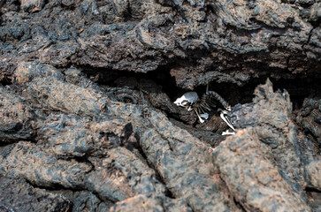 skeleton and lava rocks