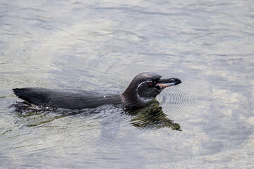 Galapagos penguin swimming in the water