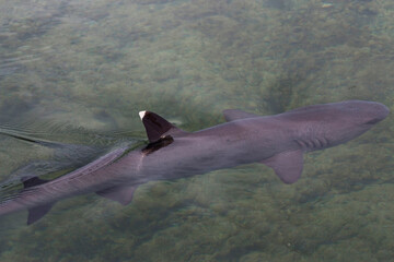 whitetip reef shark in a small pool along the coast of Punta Moreno, Isabela, Galapagos