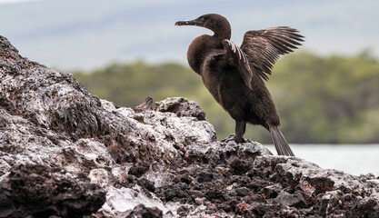 flightless cormorant