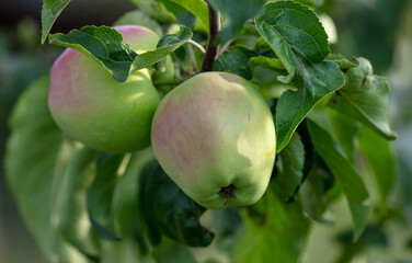 Ripe apples on the branches of a tree.