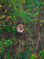 the tree