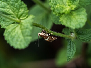 Hawaiian Beet Webworm Moth in green leaves