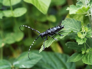 citrus longhorn beetle on a leafy plant 1