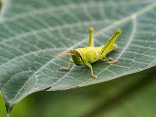 Patanga japonica grasshopper larva on broad leaf 2
