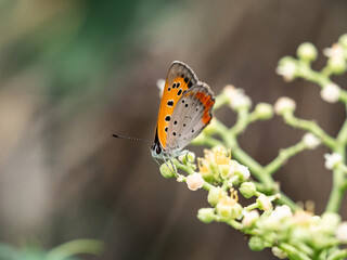Obraz premium Japanese copper butterfly on bushkiller vine flowers