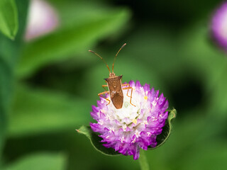 cletus punctiger rice stinkbug on small flower