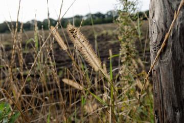grasses in an Dutch farm field.