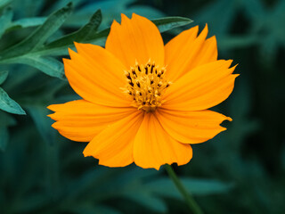 Golden Cosmos flower in front of dark leaves